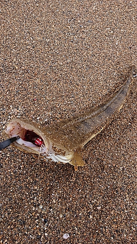 マゴチの釣果