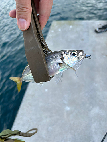 マアジの釣果