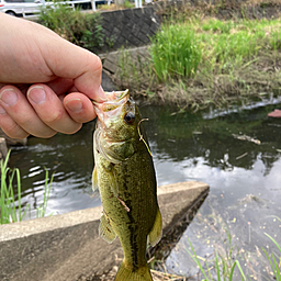 スモールマウスバス