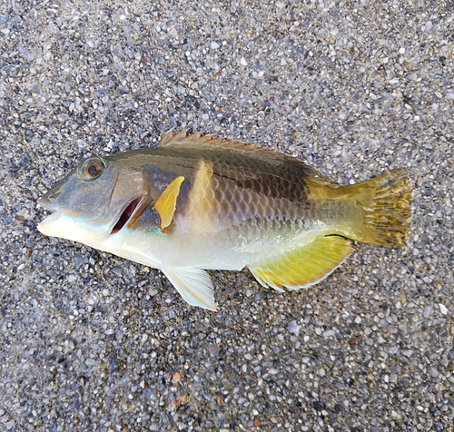 ベラの釣果