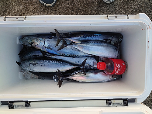 ソウダガツオの釣果