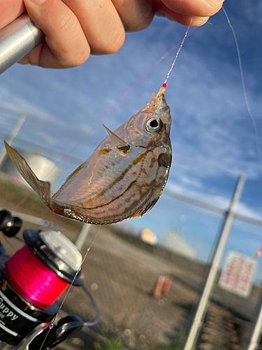 ヒイラギの釣果