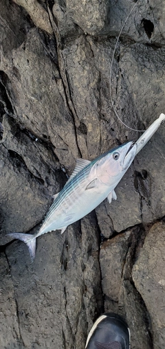 ハガツオの釣果