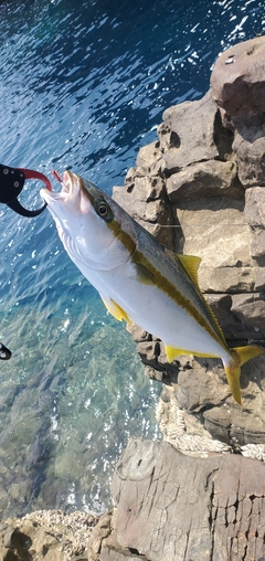 ヒラマサの釣果