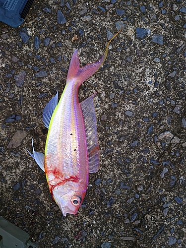 イトヨリダイの釣果