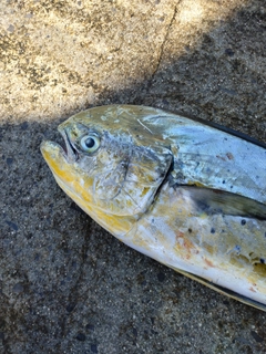 シイラの釣果