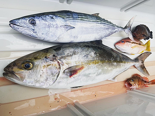 カンパチの釣果