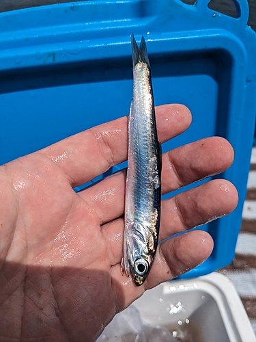 カタクチイワシの釣果