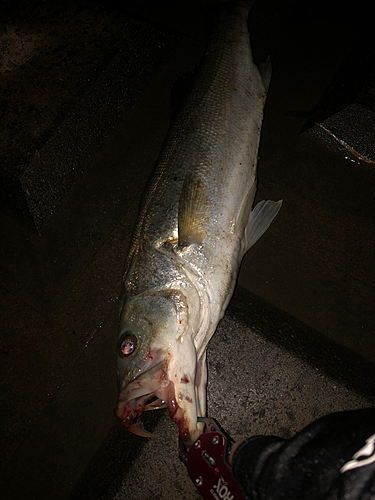 セイゴ（タイリクスズキ）の釣果