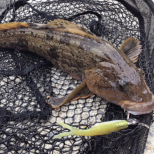 アブラコの釣果