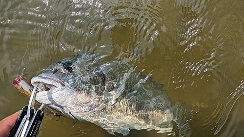 キビレの釣果