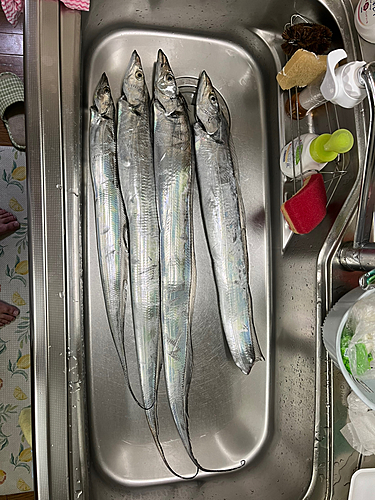 タチウオの釣果