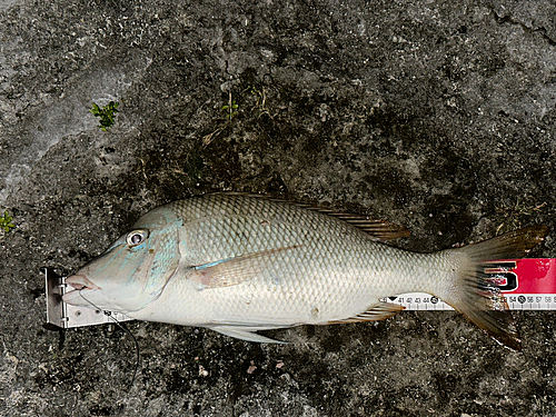 タマンの釣果