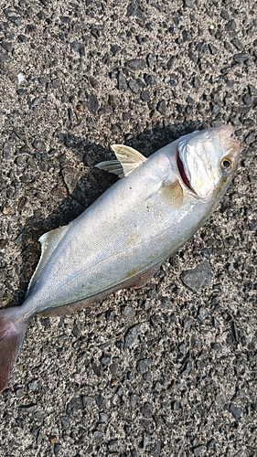 シオの釣果