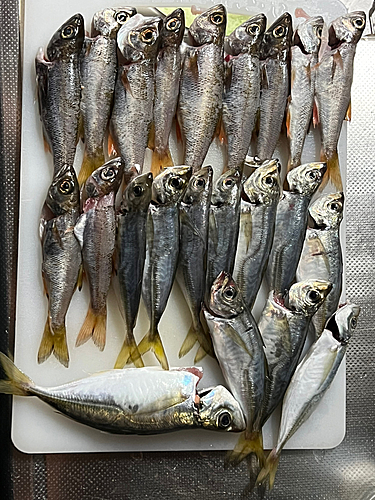 アジの釣果