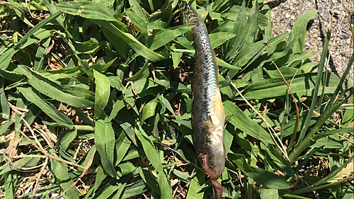 マハゼの釣果