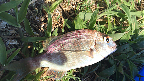 チャリコの釣果