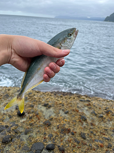 フクラギの釣果