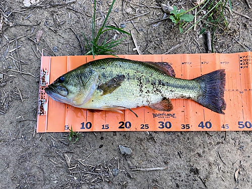 ブラックバスの釣果