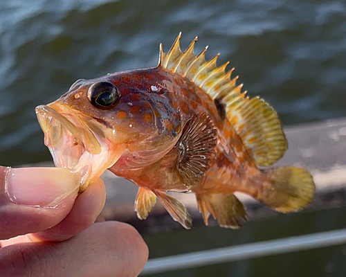 アコウの釣果