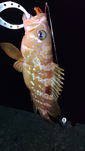 アコウの釣果