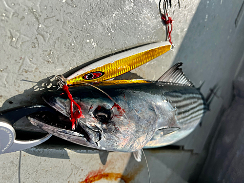 ハガツオの釣果