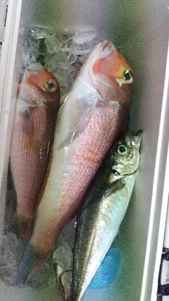 アマダイの釣果