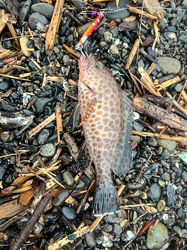 オオモンハタの釣果