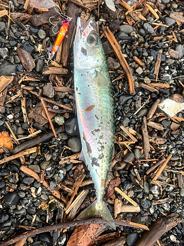 ソウダガツオの釣果