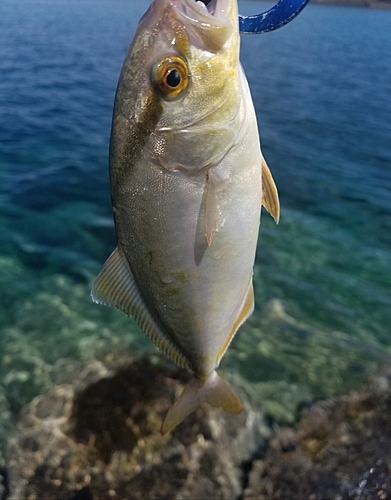 ショゴの釣果