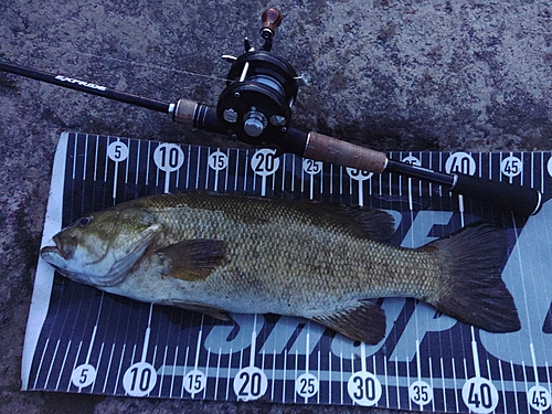 スモールマウスバスの釣果