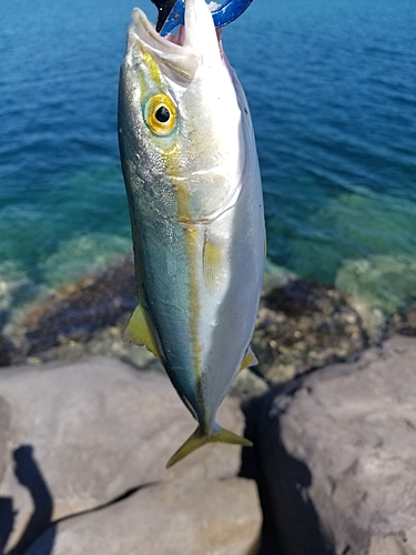 ツバスの釣果