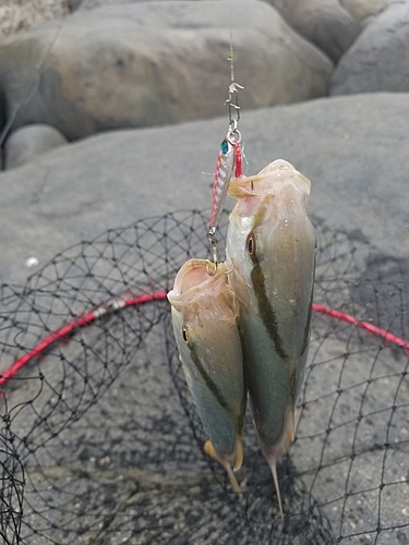 ショゴの釣果