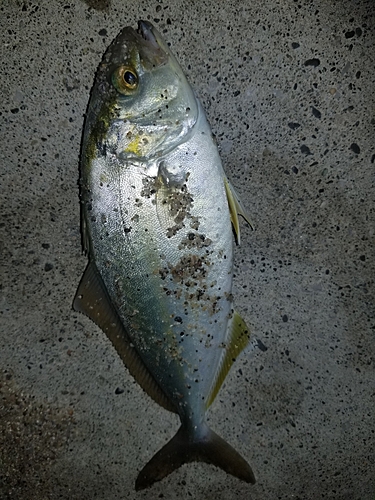 ショゴの釣果