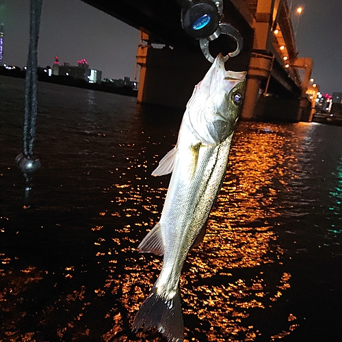 セイゴ（マルスズキ）の釣果