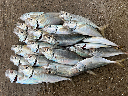 アジの釣果