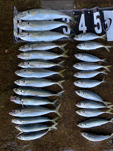 マルアジの釣果