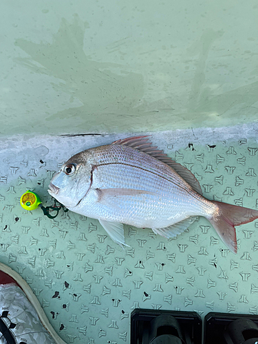 チダイの釣果