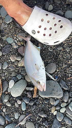 ショゴの釣果