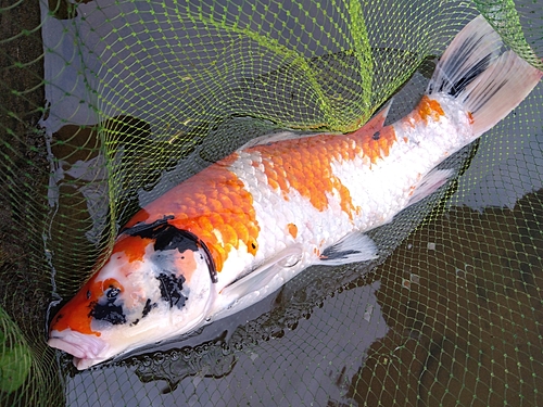 コイの釣果