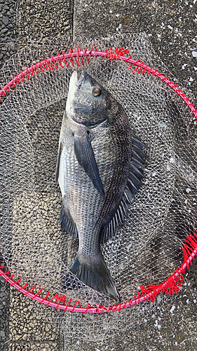 クロダイの釣果