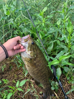 スモールマウスバスの釣果