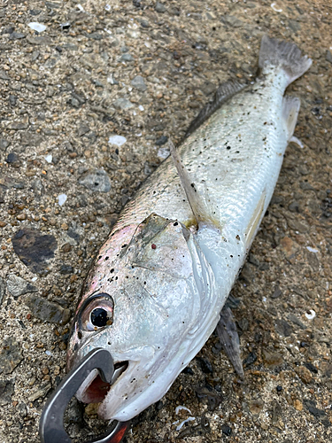 イシモチの釣果