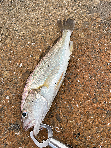 イシモチの釣果