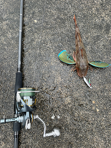 ホウボウの釣果