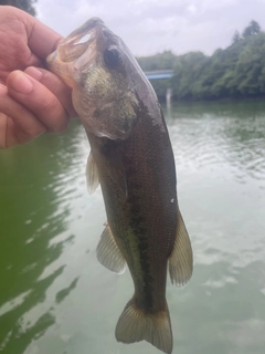 ラージマウスバスの釣果