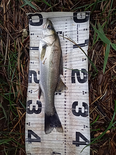 セイゴ（マルスズキ）の釣果