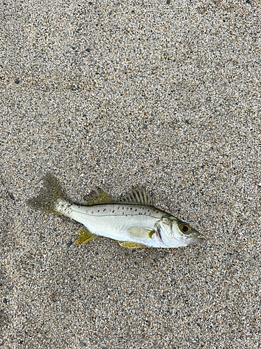 スズキの釣果