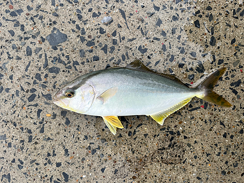 ショゴの釣果