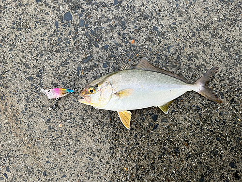 ショゴの釣果